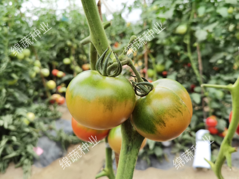 金圆宝168/草莓柿子/铁皮柿子/草莓番茄/番茄种子