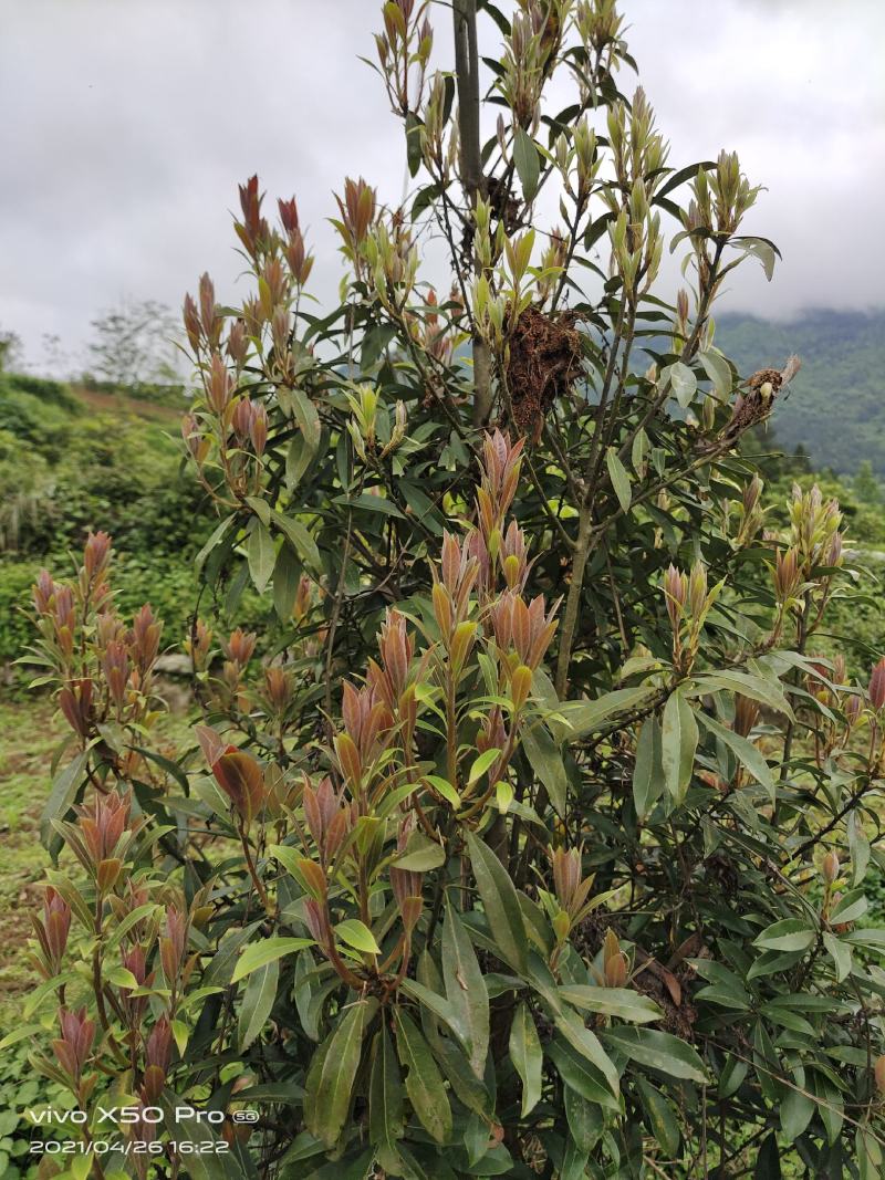 重庆老鹰茶大量供应产地现货质量有保证口感醇厚欢迎选购