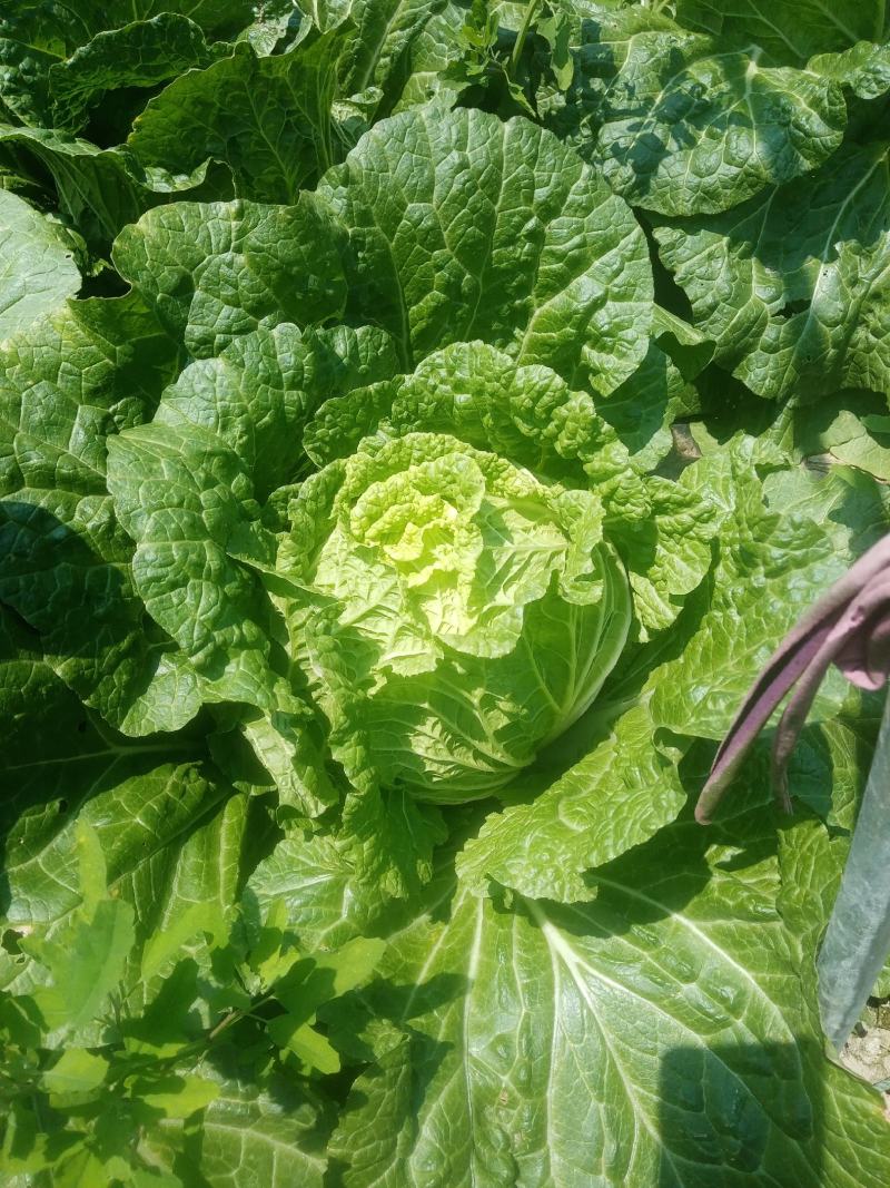 大白菜