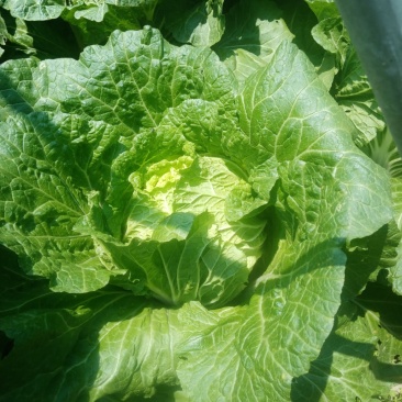 大白菜