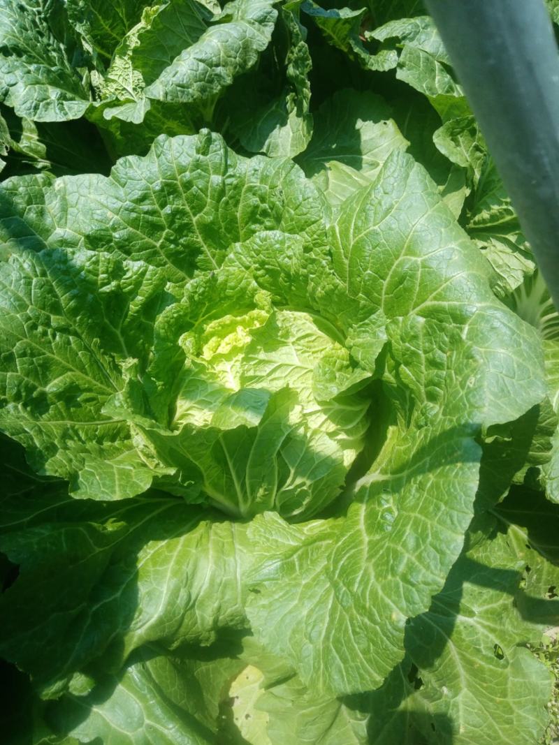 大白菜