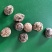 河南优选香菇新鲜干货成品菇厚菇基地直供