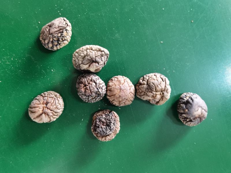 河南优选香菇新鲜干货成品菇厚菇基地直供