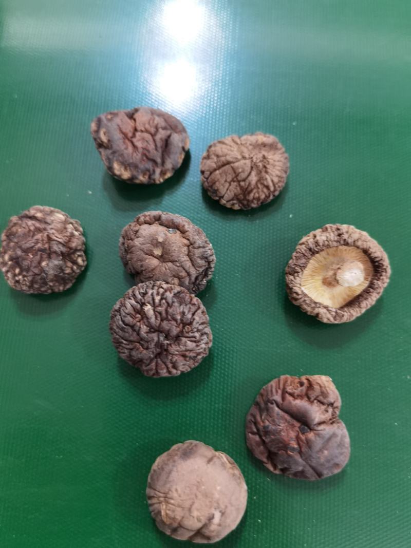 河南优选香菇新鲜干货成品菇厚菇基地直供