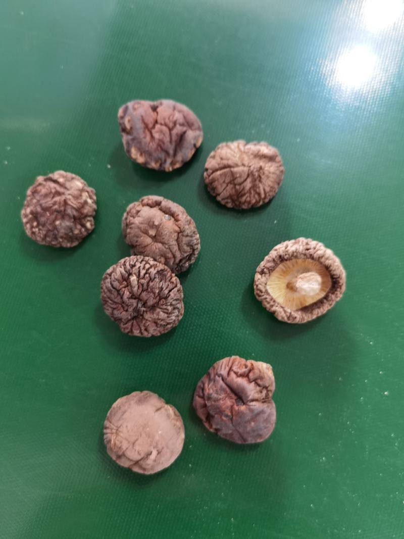 河南优选香菇新鲜干货成品菇厚菇基地直供