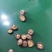 河南优选香菇新鲜干货成品菇厚菇基地直供