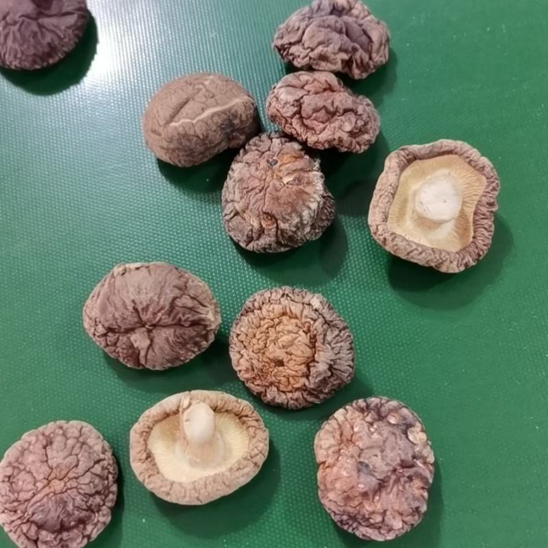 河南优选香菇新鲜干货成品菇厚菇基地直供