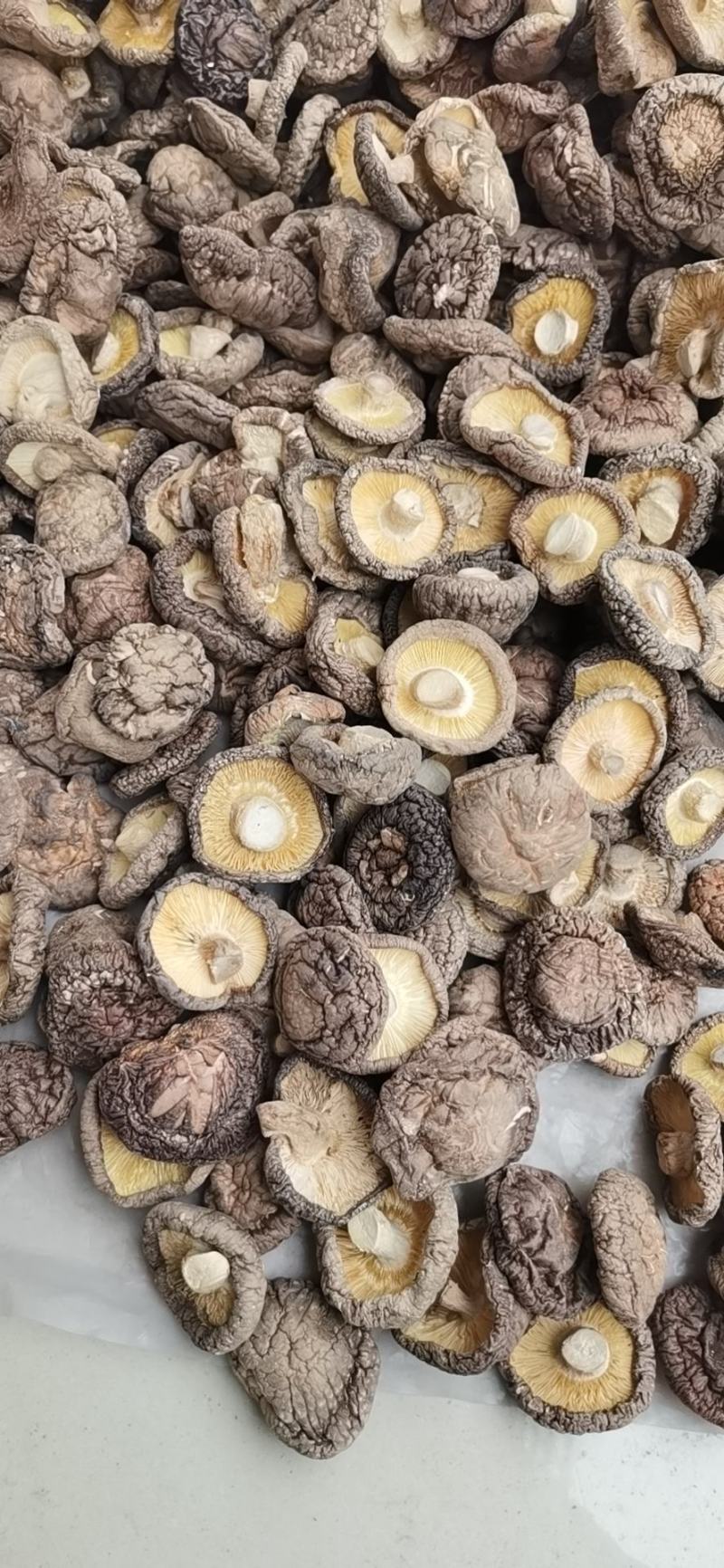 河南优选香菇新鲜干货成品菇厚菇基地直供