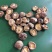 河南优选香菇新鲜干货成品菇厚菇基地直供