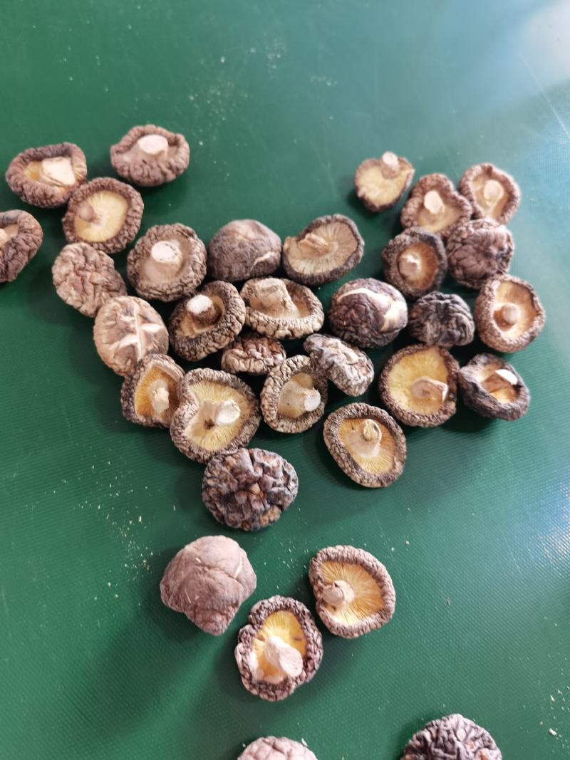 河南优选香菇新鲜干货成品菇厚菇基地直供