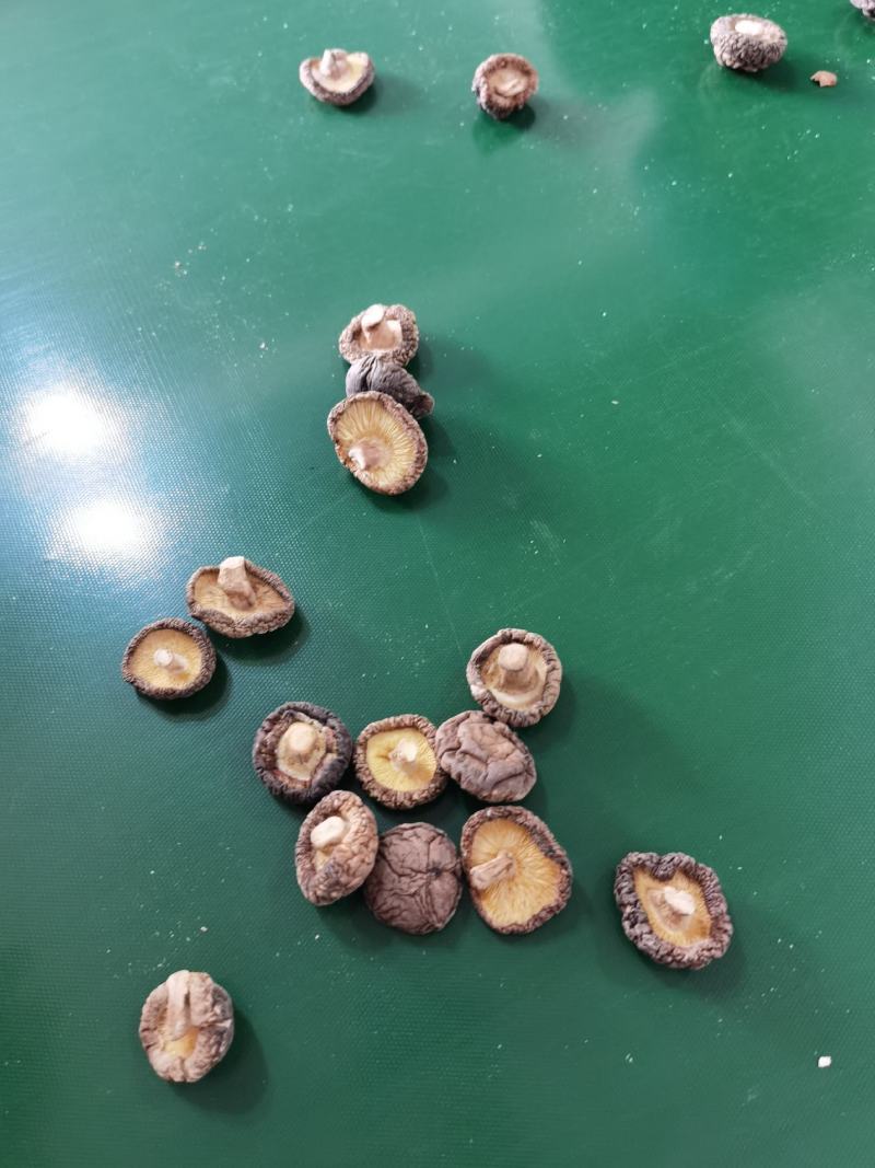 河南优选香菇新鲜干货成品菇厚菇基地直供
