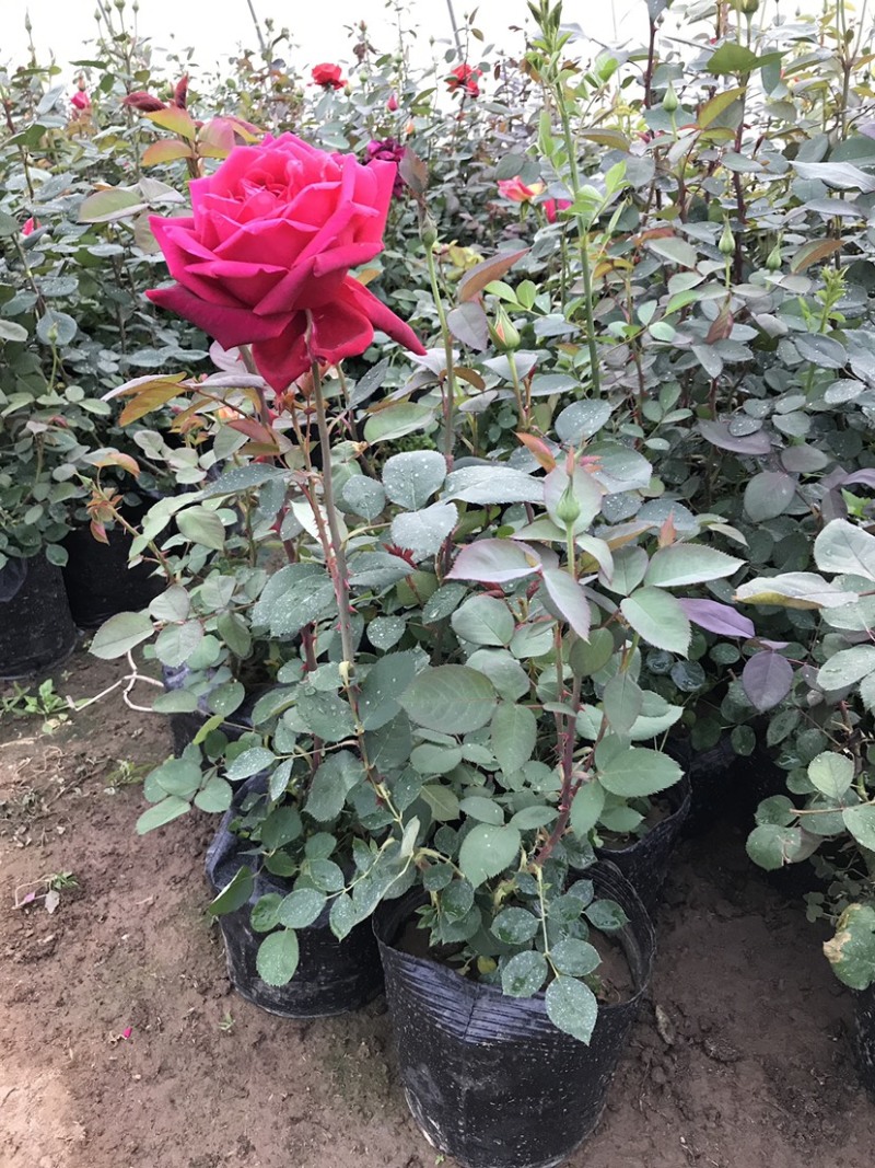 基地直销大花月季苗品种月季工程苗品种齐全