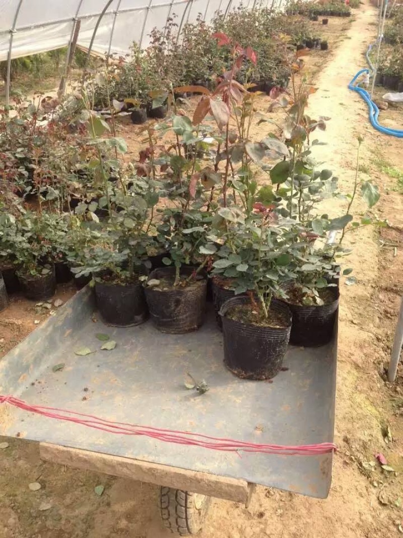 基地直销大花月季苗品种月季工程苗品种齐全