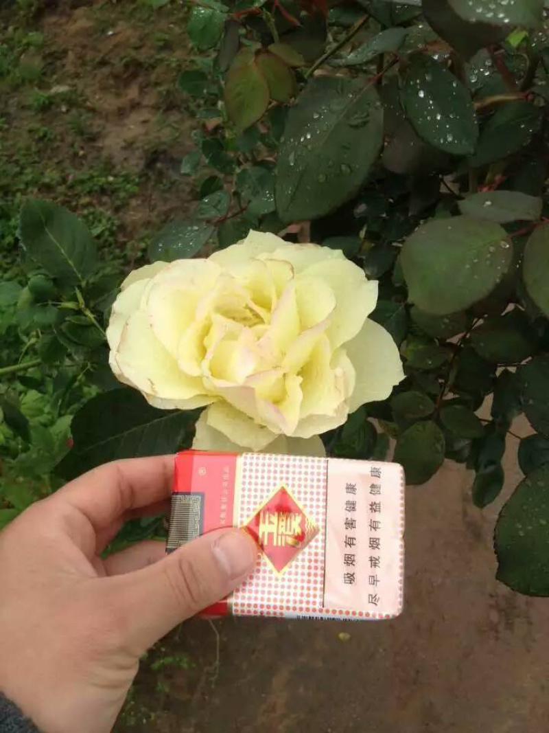 基地直销大花月季苗品种月季工程苗品种齐全
