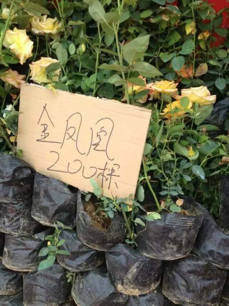 基地直销大花月季苗品种月季工程苗品种齐全