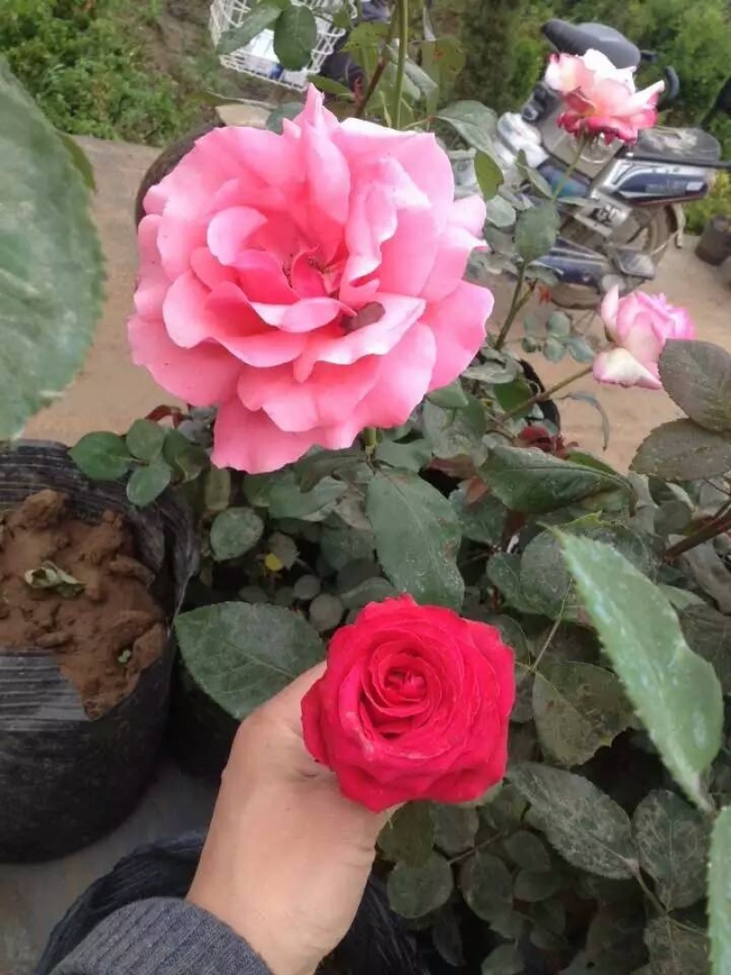 基地直销大花月季苗品种月季工程苗品种齐全
