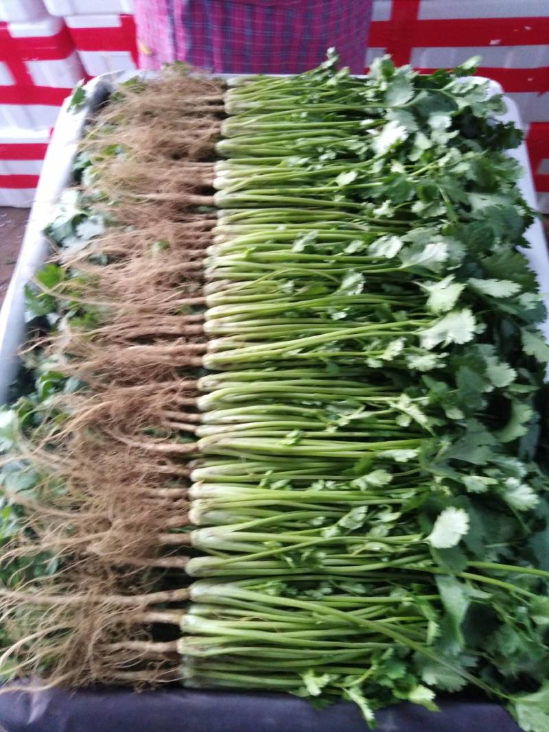 山东香菜大叶香菜产地直发品质保证长期供应量大从优