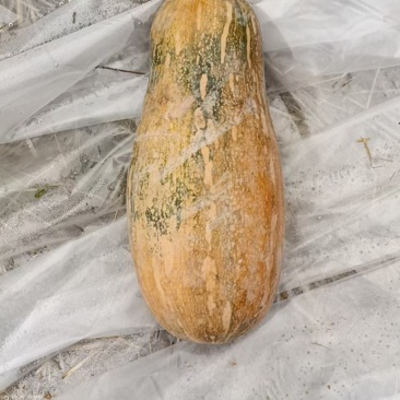 蜜本南瓜