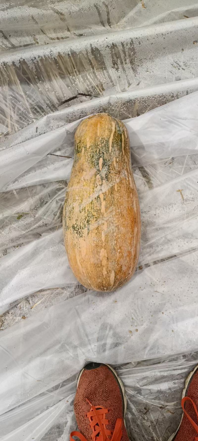 蜜本南瓜