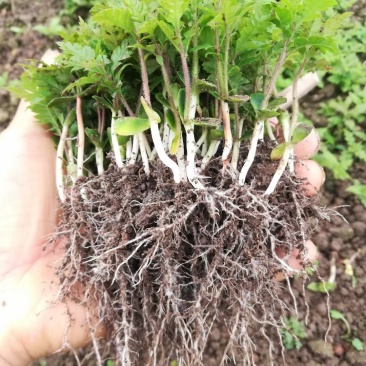 香樟芽苗，楠木芽苗，杨梅芽苗，罗汉松芽苗，桂花芽苗出售