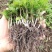 香樟芽苗，楠木芽苗，杨梅芽苗，罗汉松芽苗，桂花芽苗出售