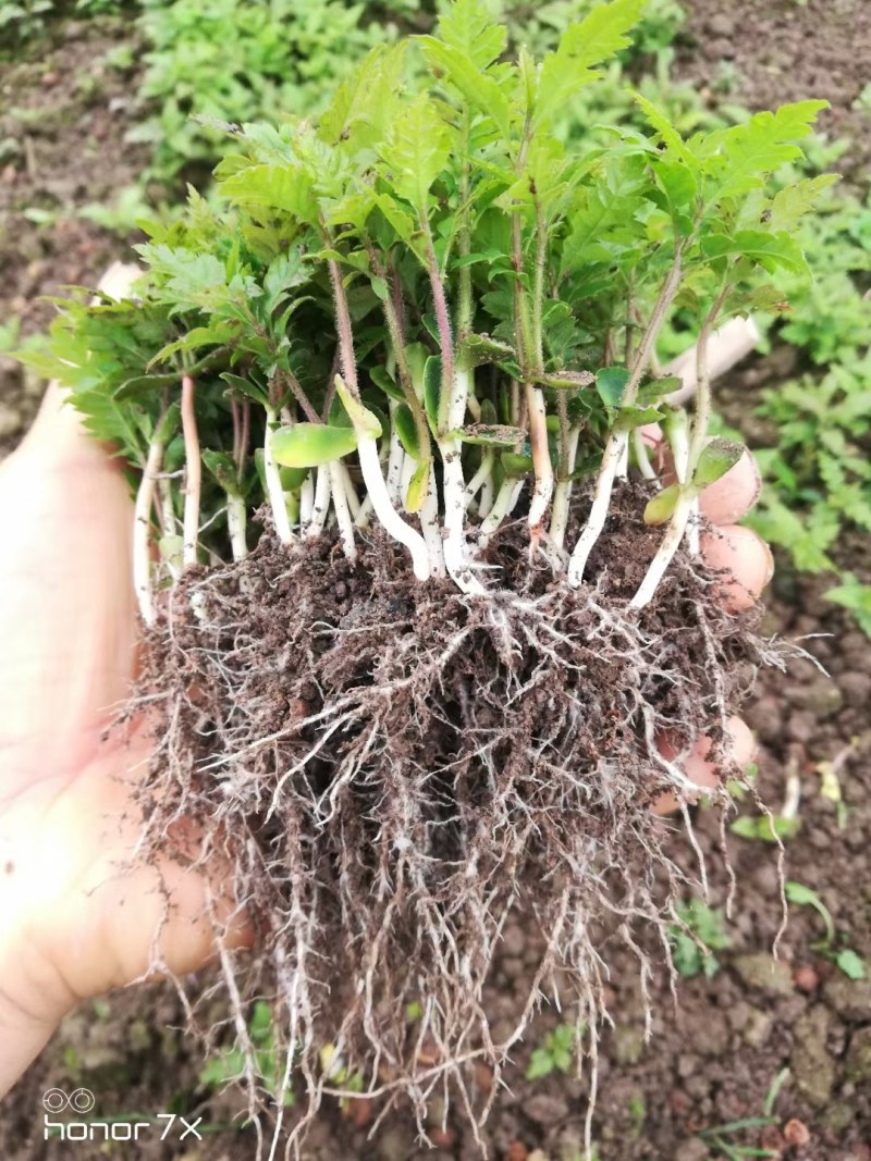 香樟芽苗，楠木芽苗，杨梅芽苗，罗汉松芽苗，桂花芽苗出售