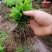 香樟芽苗，楠木芽苗，杨梅芽苗，罗汉松芽苗，桂花芽苗出售