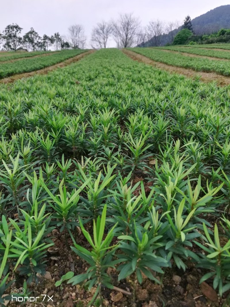 香樟芽苗，楠木芽苗，杨梅芽苗，罗汉松芽苗，桂花芽苗出售