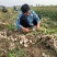 《牛商推荐》山东济宁大蒜基地直发地头干蒜视频看货