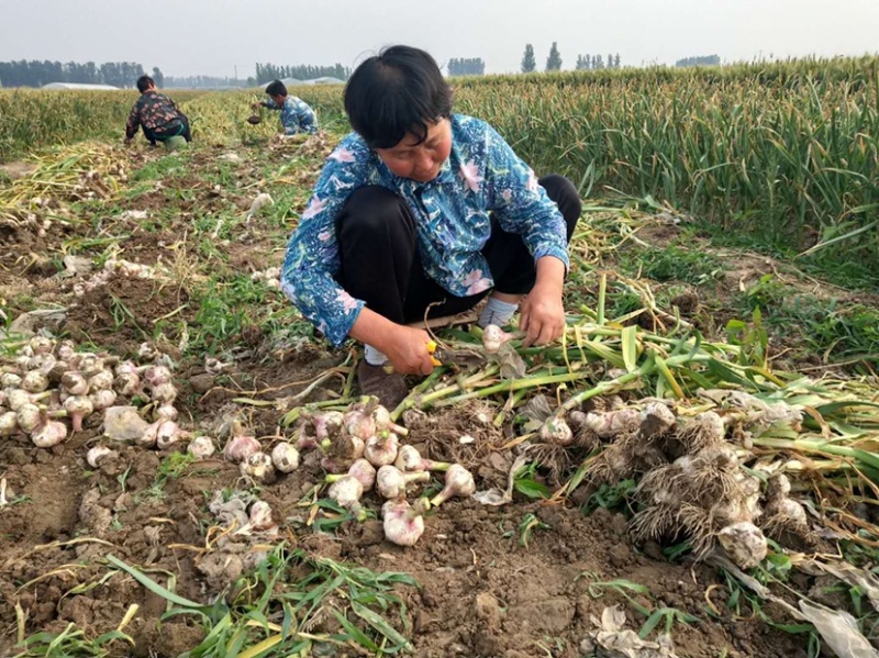 《牛商推荐》山东济宁大蒜基地直发地头干蒜视频看货
