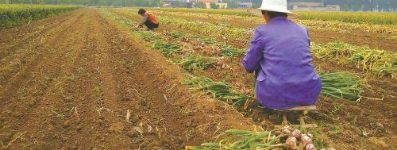 《牛商推荐》山东济宁大蒜基地直发地头干蒜视频看货