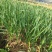 《牛商推荐》山东济宁大蒜基地直发地头干蒜视频看货
