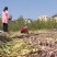 《牛商推荐》山东济宁大蒜基地直发地头干蒜视频看货