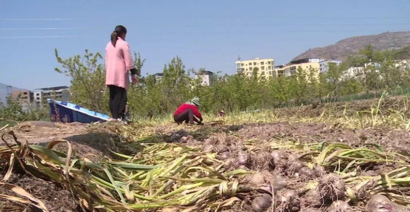 《牛商推荐》山东济宁大蒜基地直发地头干蒜视频看货