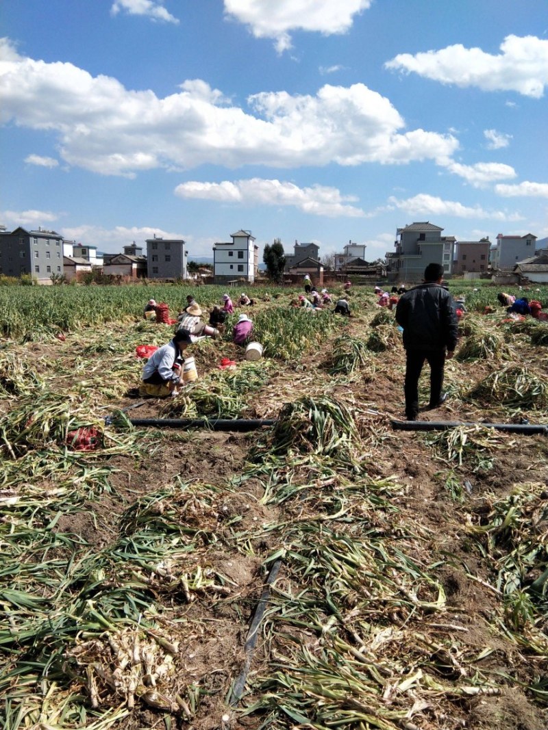 《牛商推荐》山东济宁大蒜基地直发地头干蒜视频看货