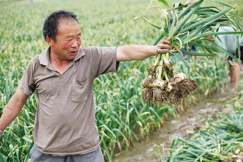 《牛商推荐》山东济宁大蒜基地直发地头干蒜视频看货