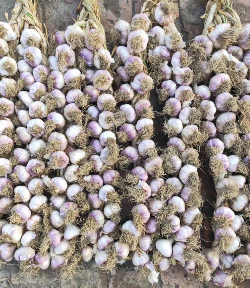 《牛商推荐》山东济宁大蒜基地直发地头干蒜视频看货
