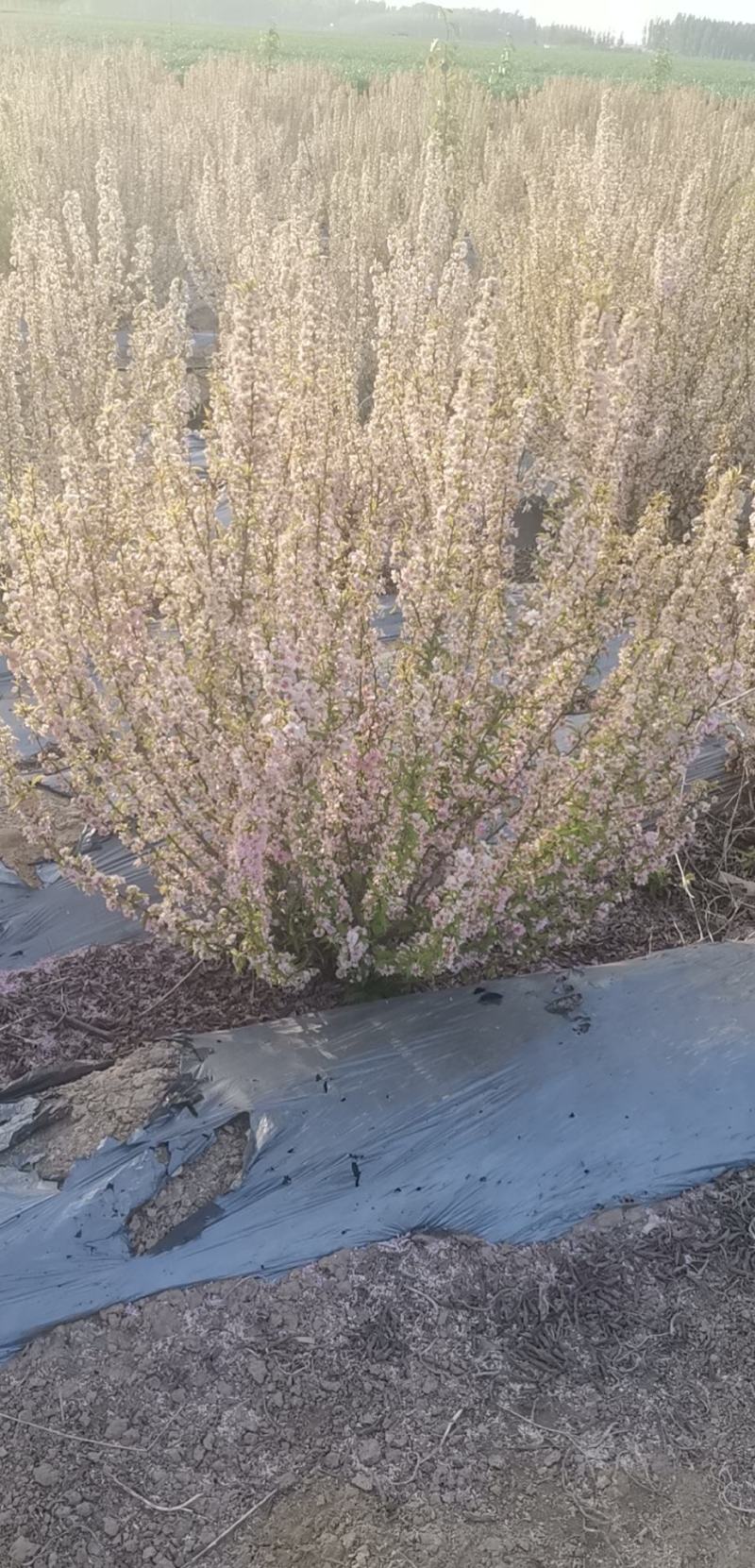 郁李，重瓣郁李，丛生郁李，爵梅，秧李，绿化苗木用灌木