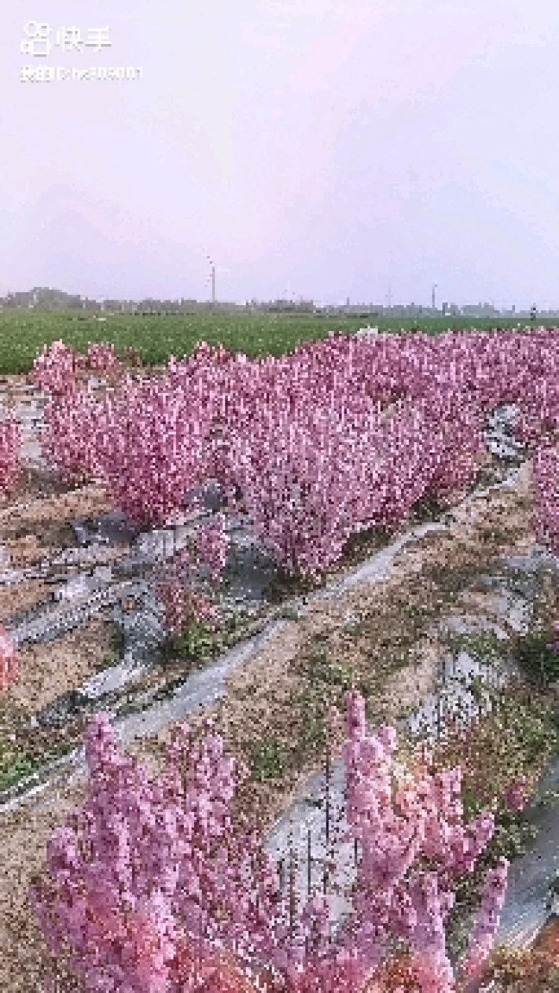 郁李，重瓣郁李，丛生郁李，爵梅，秧李，绿化苗木用灌木
