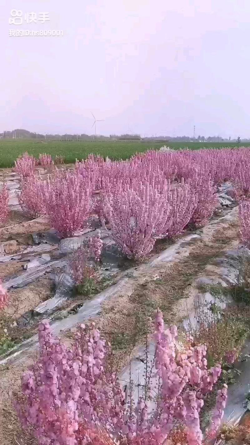 郁李，重瓣郁李，丛生郁李，爵梅，秧李，绿化苗木用灌木