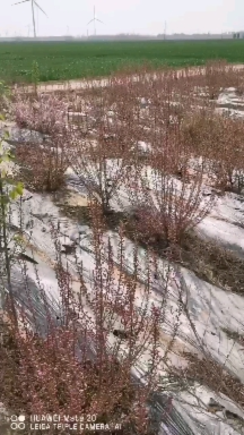 郁李，重瓣郁李，丛生郁李，爵梅，秧李，绿化苗木用灌木