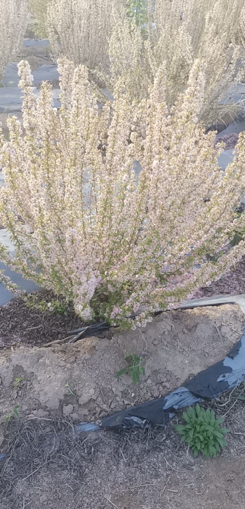郁李，重瓣郁李，丛生郁李，爵梅，秧李，绿化苗木用灌木