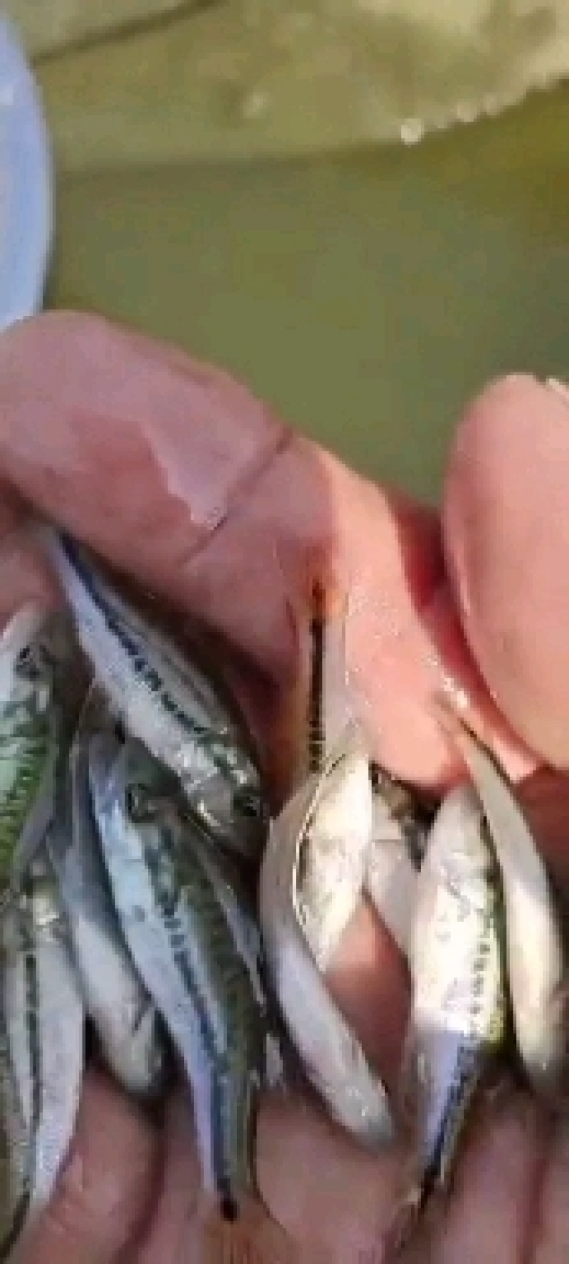 本场只做优质鲈鱼，全训好料，抗病历强，成信第一