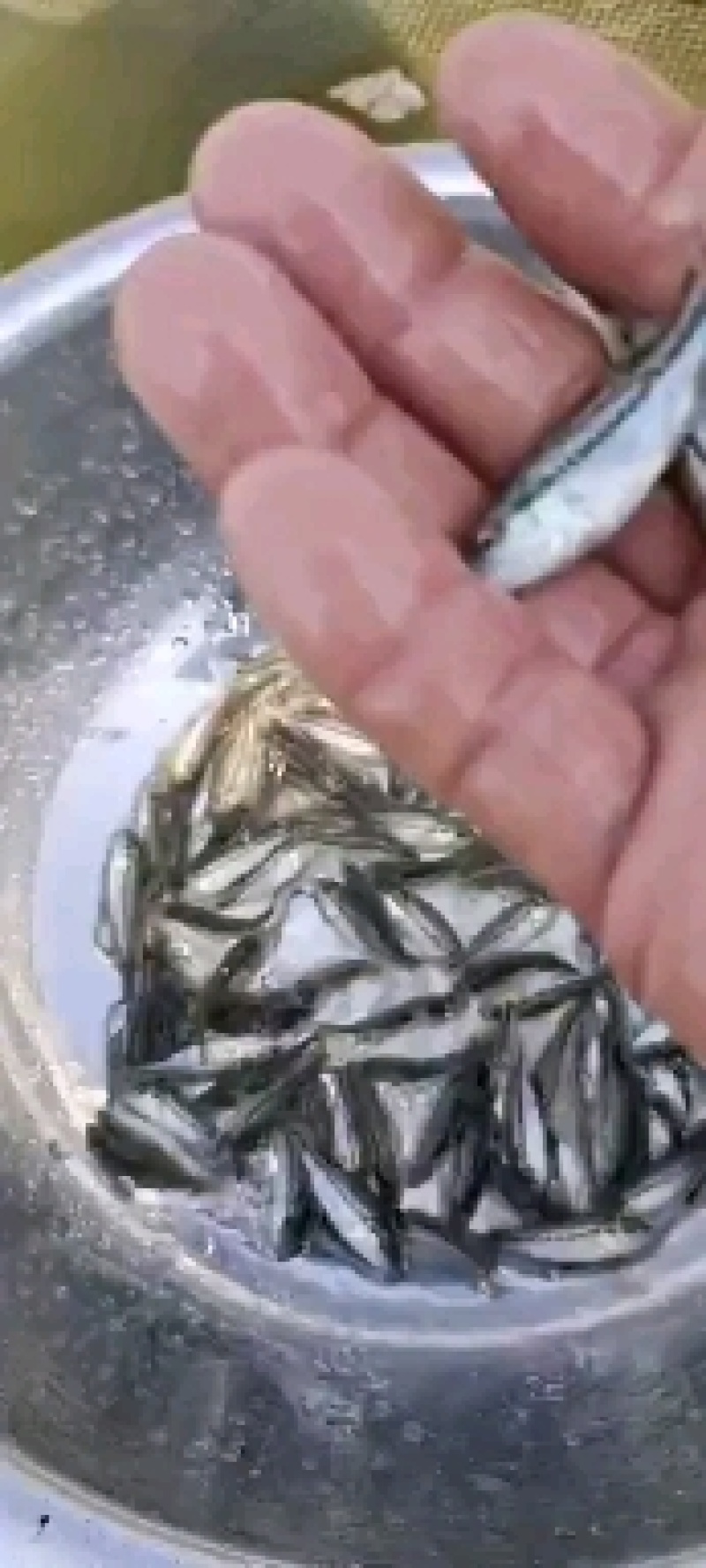 本场只做优质鲈鱼，全训好料，抗病历强，成信第一