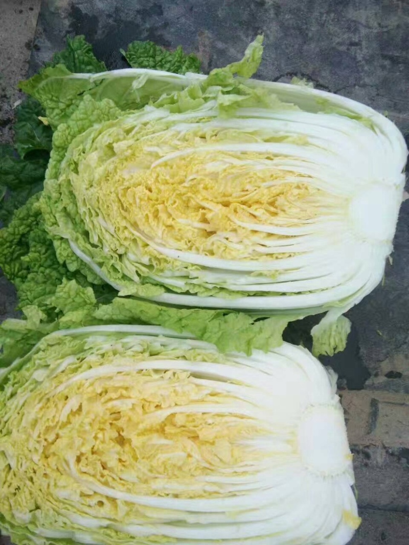 《牛商店铺》山东济宁黄心菜基地直供欢迎考察视频看货