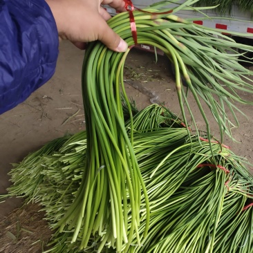 红帽蒜薹，以大量上市，可视频看货，可发货