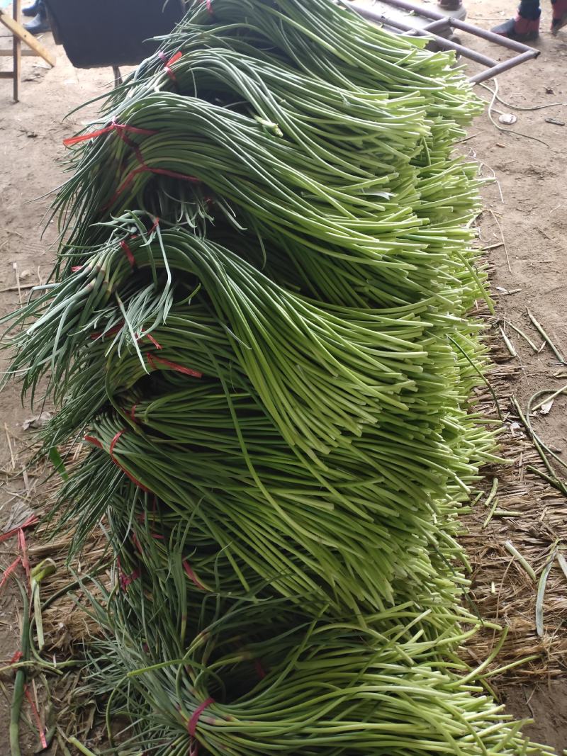 红帽蒜薹，以大量上市，可视频看货，可发货