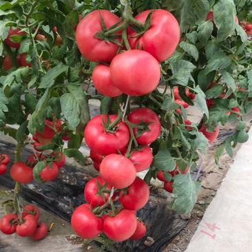 西红柿苗番茄苗，硬粉大红果番茄苗石头果高产抗病毒