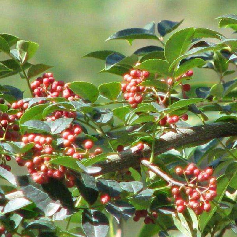 花椒种子育苗大红袍花椒籽鸽饲食用榨油泡脚驱虫散装包邮