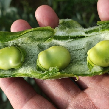 七星蚕豆：绿皮绿籽，粿粒饱满，质量好，产地直供：现货